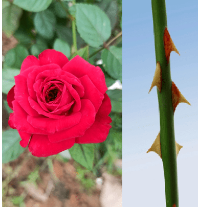 Haiku – Nature’s&nbsp;Beauty