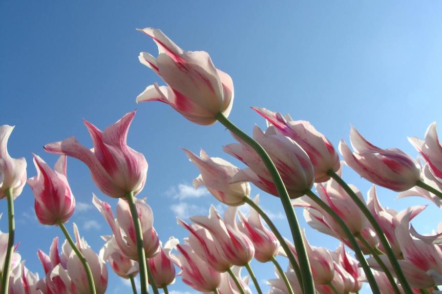 Haiku – are we like&nbsp;tulips?