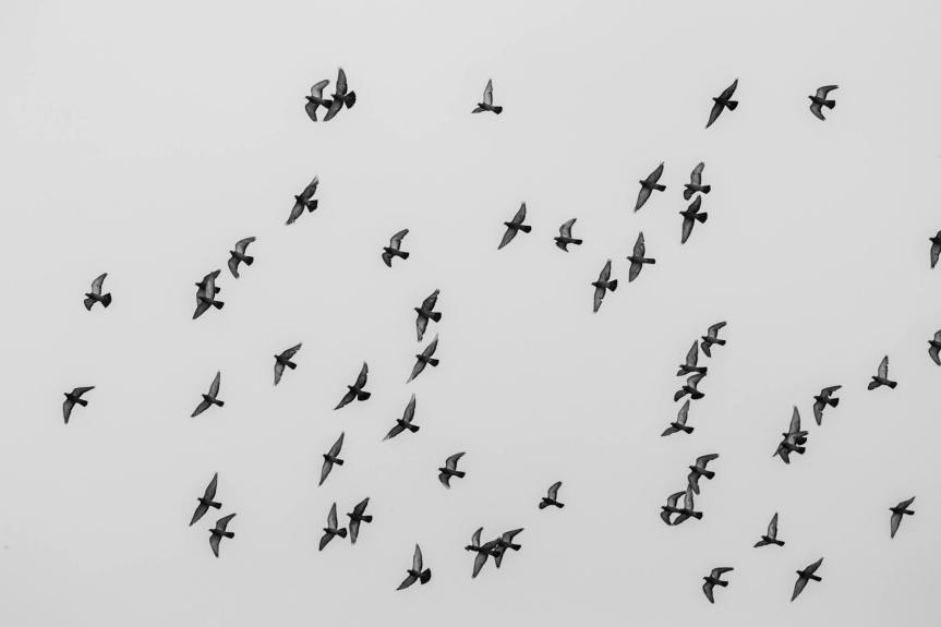 Haiku – seasons come and&nbsp;go